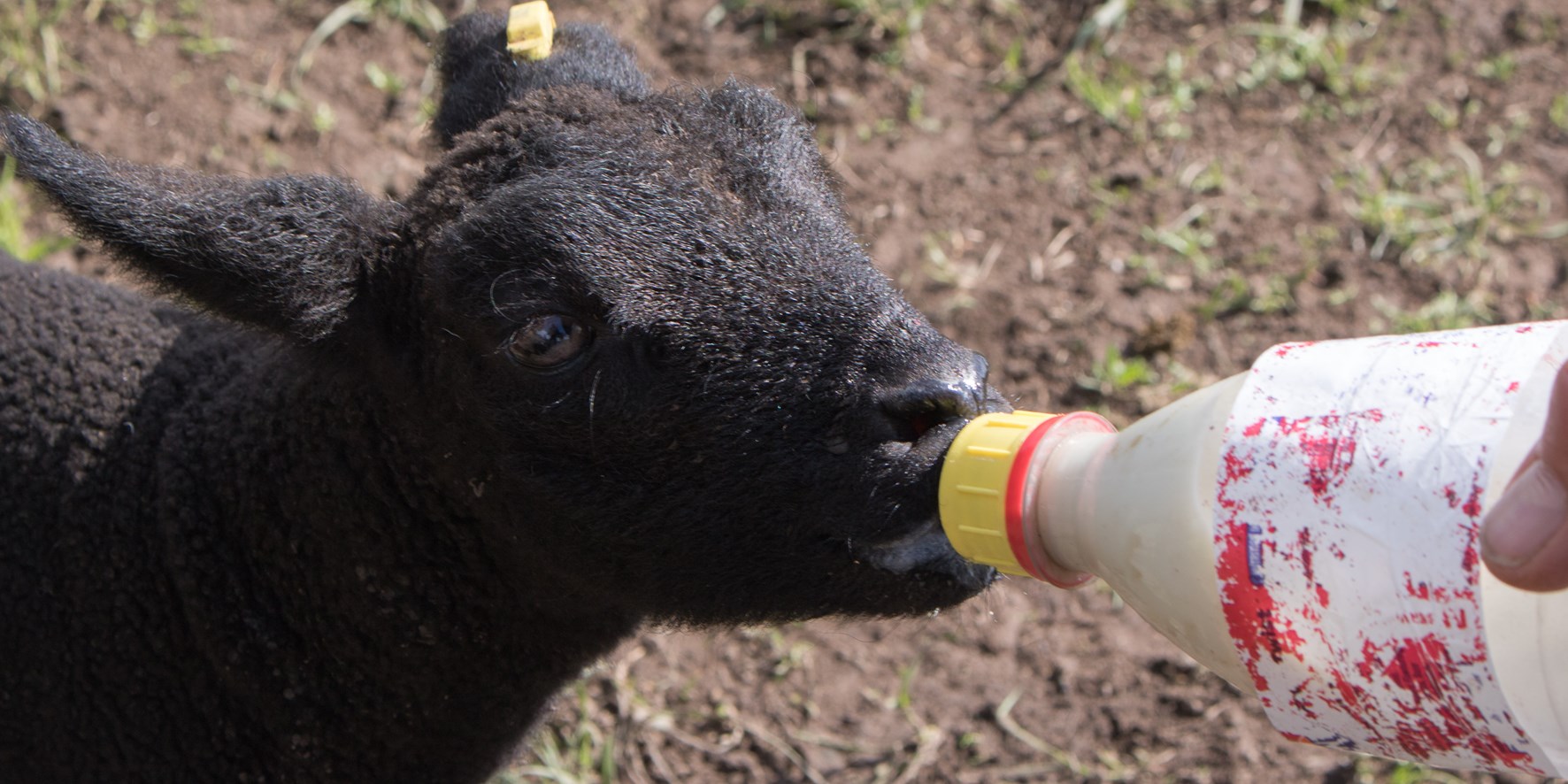 Bottle feeding lambs